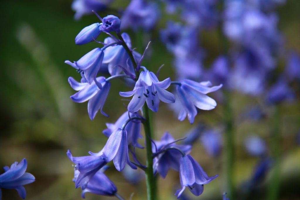 Bellflower