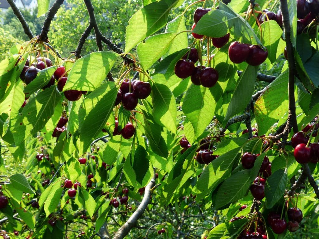 Bing Cherry