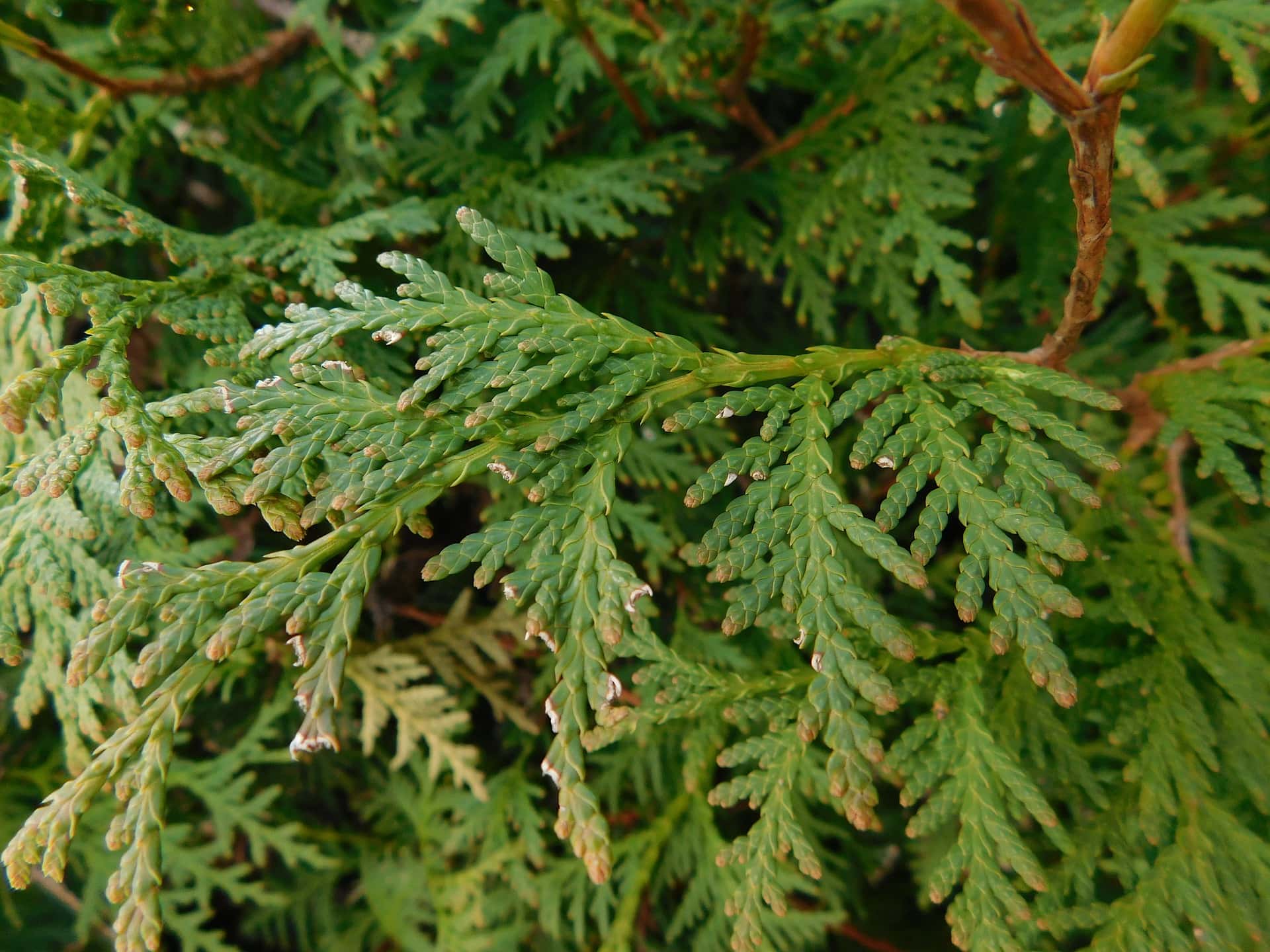 Black Juniper