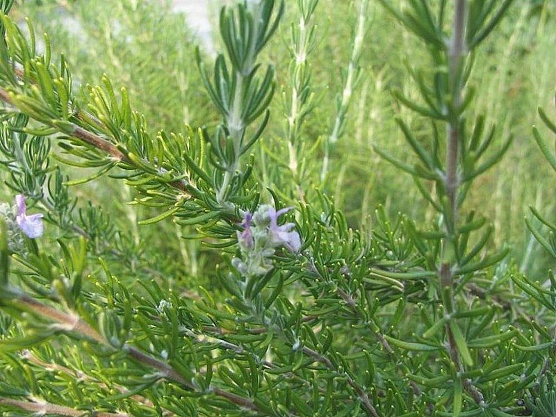 Blue Boy Rosemary
