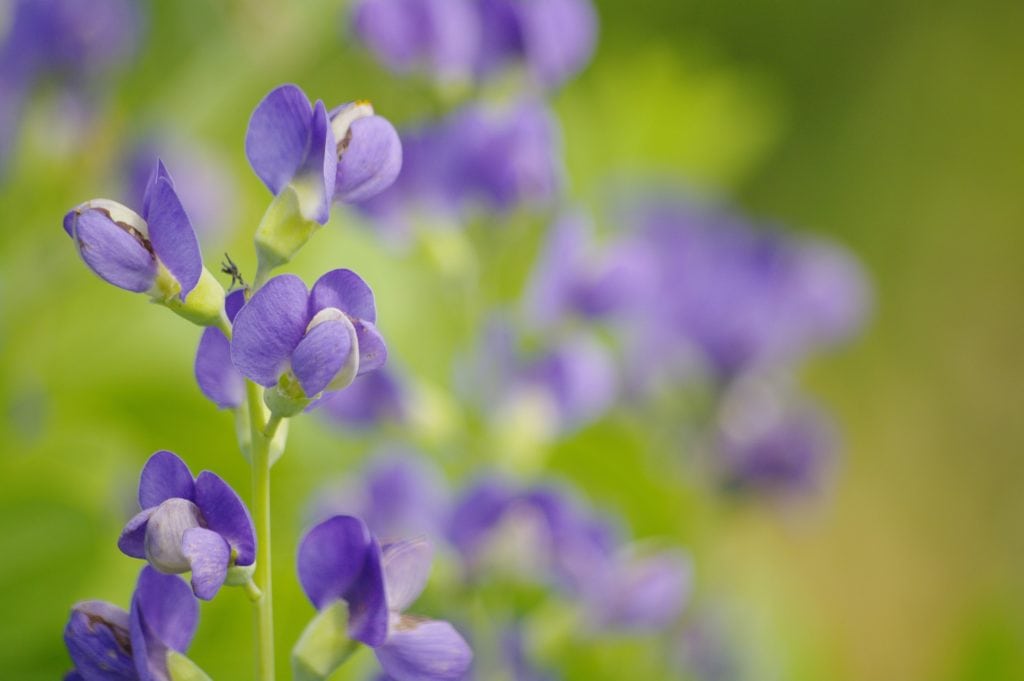 Blue False Indigo