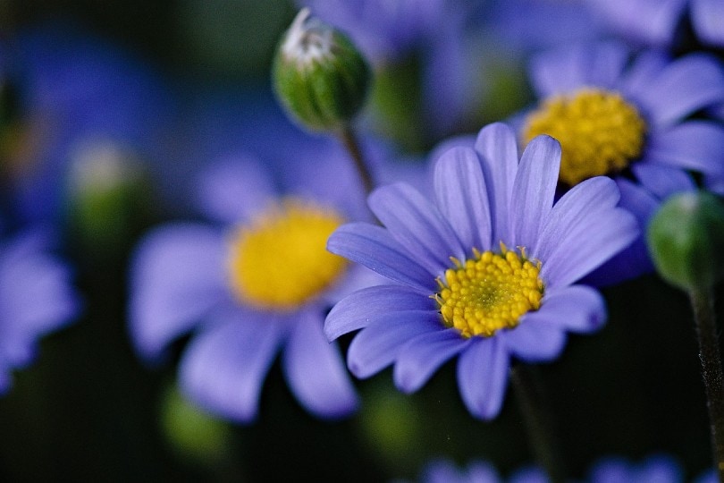Blue Marguerite