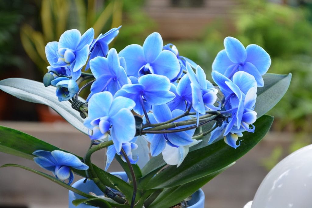 Blue Orchid