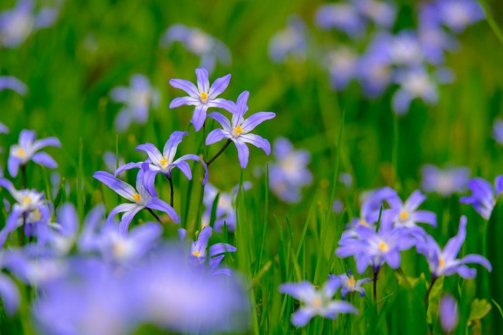 Blue Star