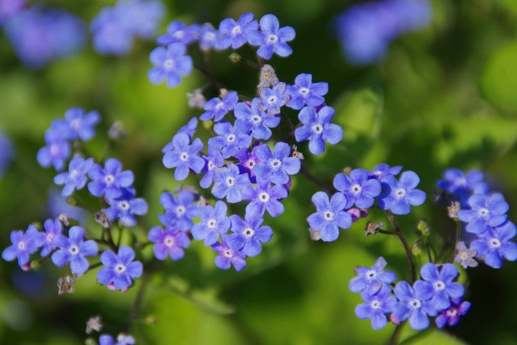 Brunnera