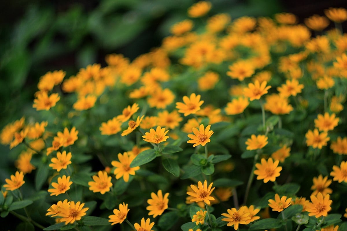 Butter daisy (Melampodium sp.) ok300