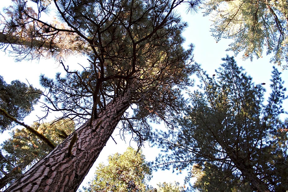 california red fir tree