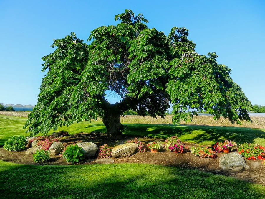 Camperdown Elm Tree
