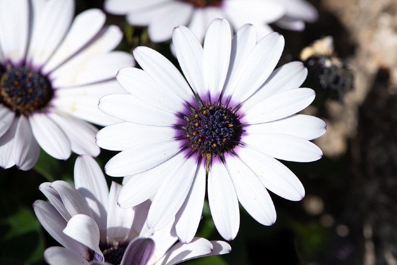 Cape Daisy