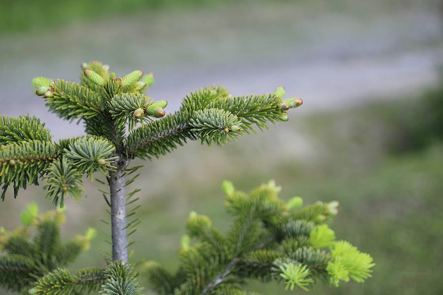 Caucasian Fir up close