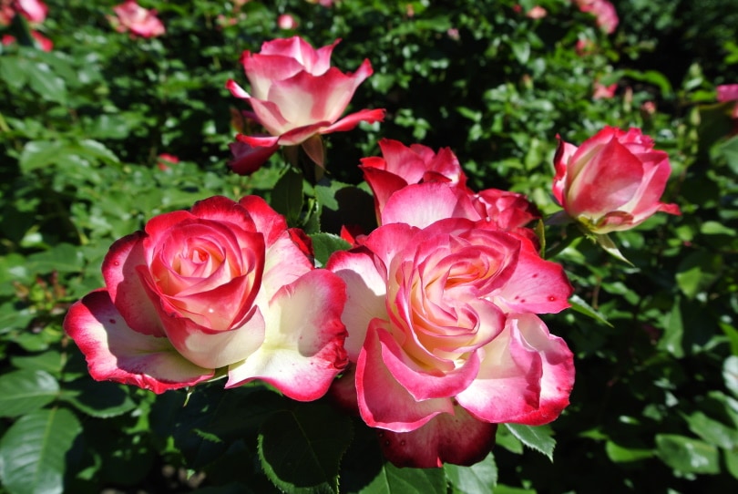 Cherry Parfait rose