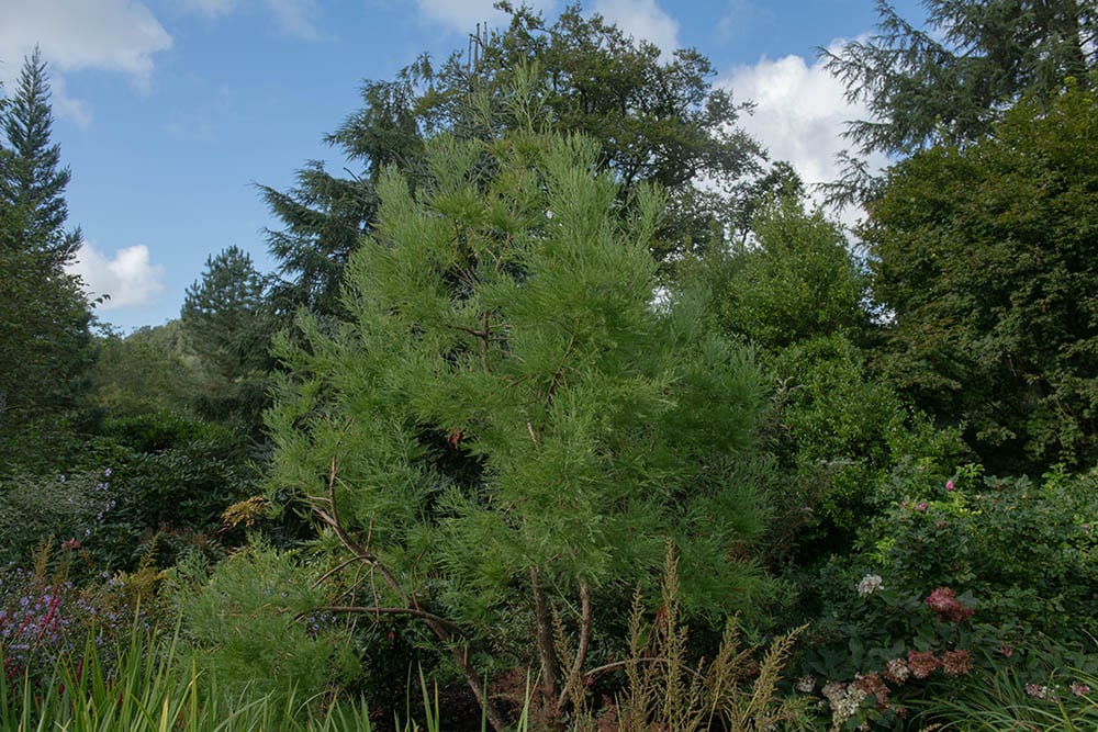 chinese cypress tree