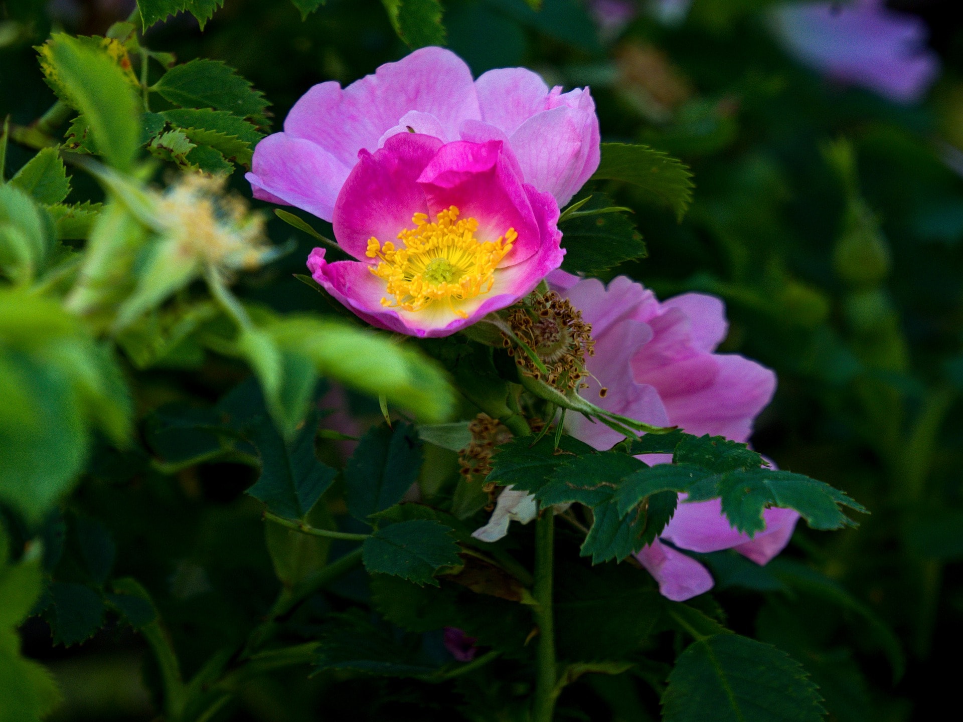 Cinnamon Rose