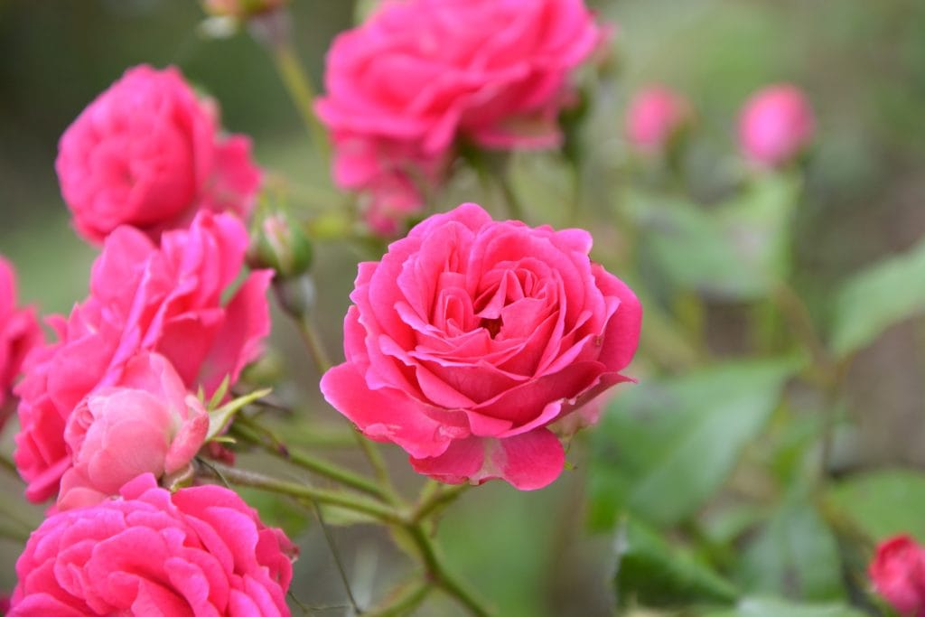 Climbing Roses