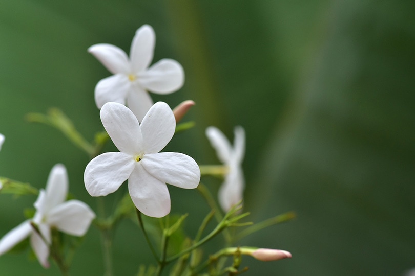 Common Jasmine Flowers