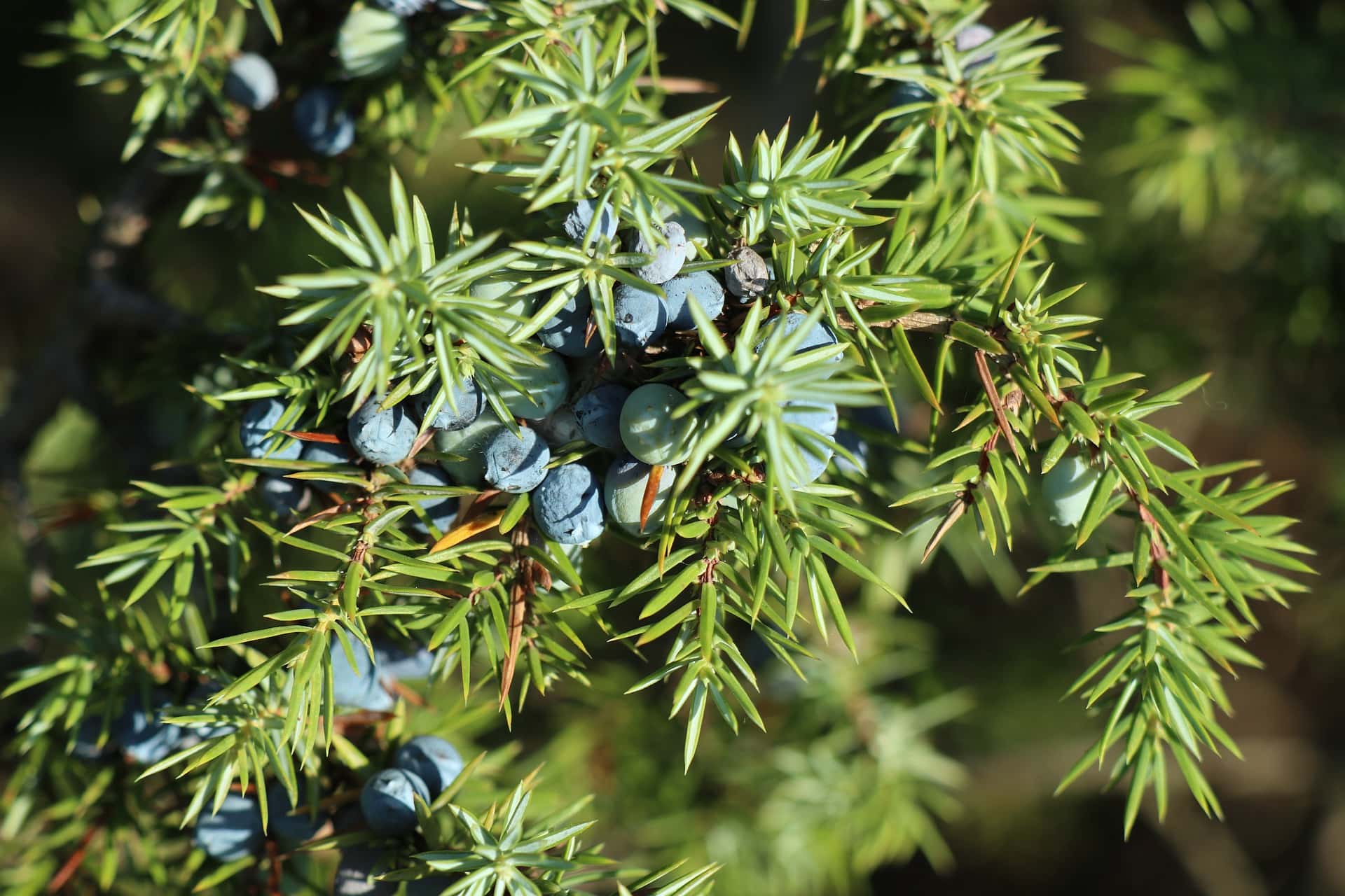 Common Juniper