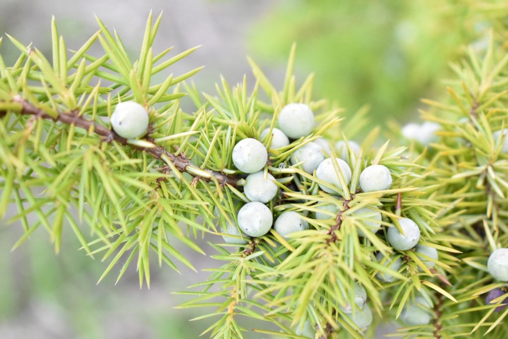 Common Juniper