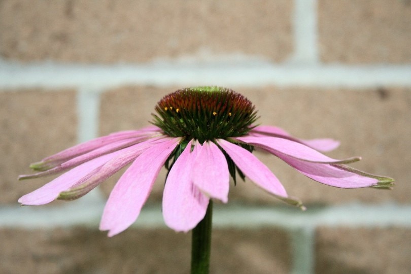 Coneflower Daisy