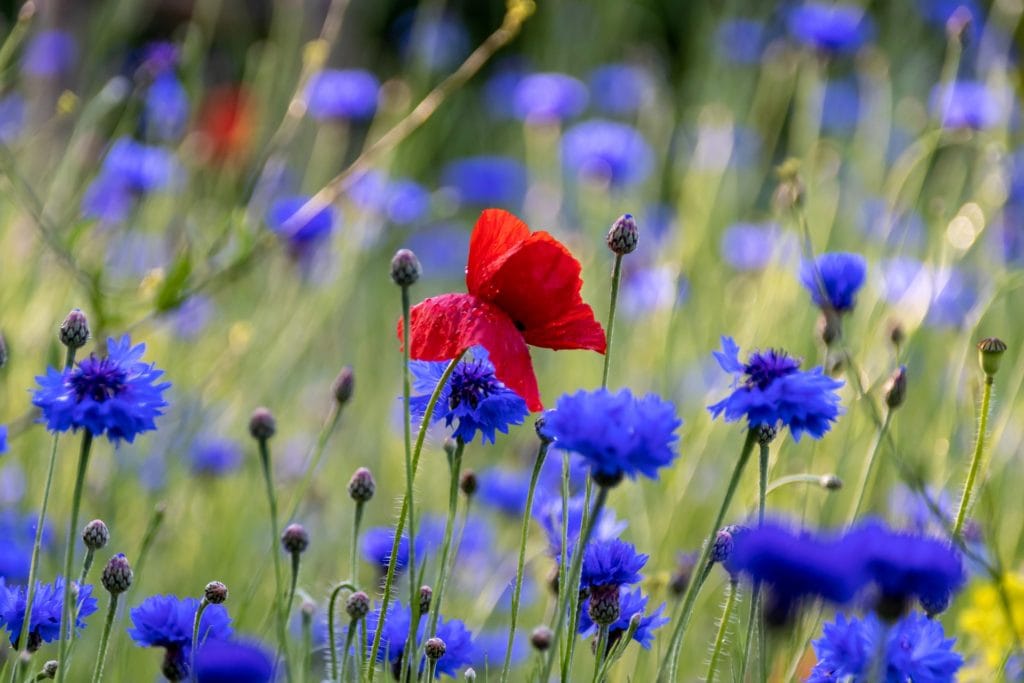 Cornflower