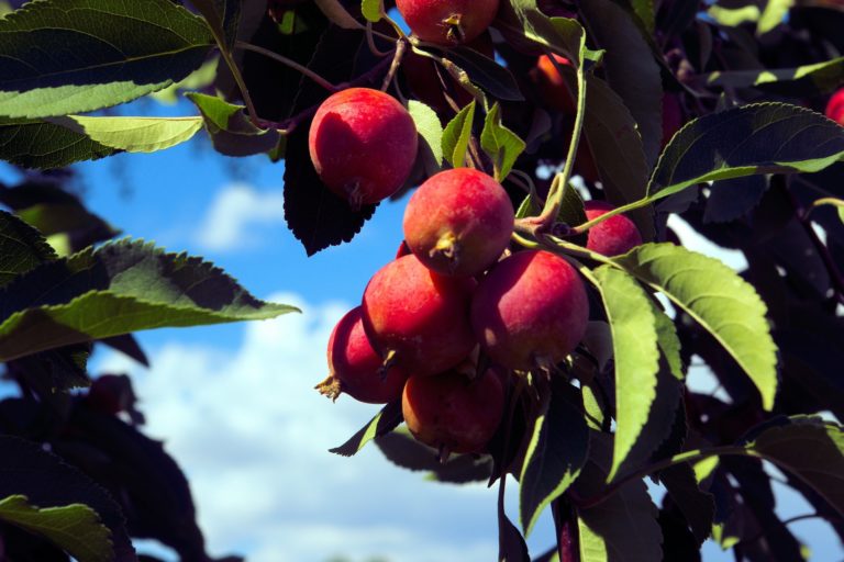20 Different Types of Apple Trees (With Pictures) (With Pictures ...