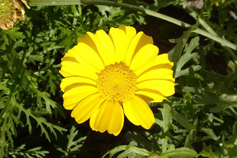 Crown Daisy