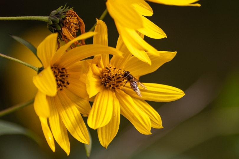 Curly Leaf Daisy