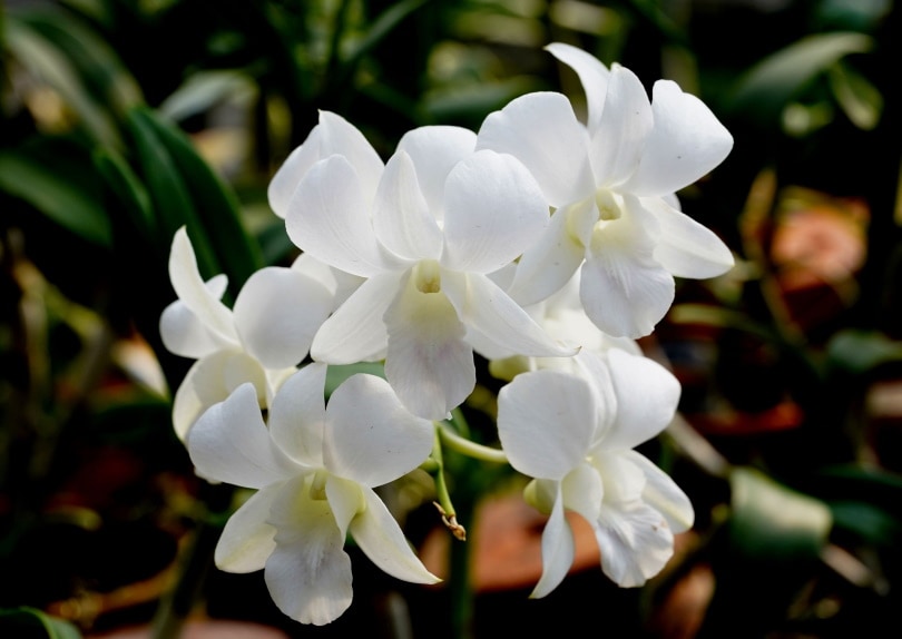 Dendrobium Orchid