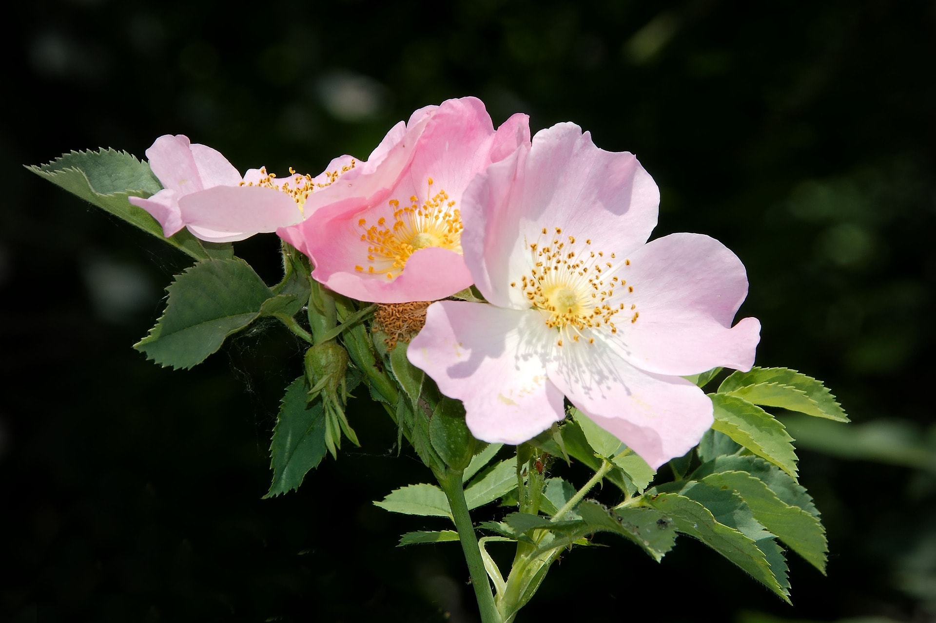 Types Of Wild Roses 19 Different Types of Wild Roses (With Pictures) | Home Grail