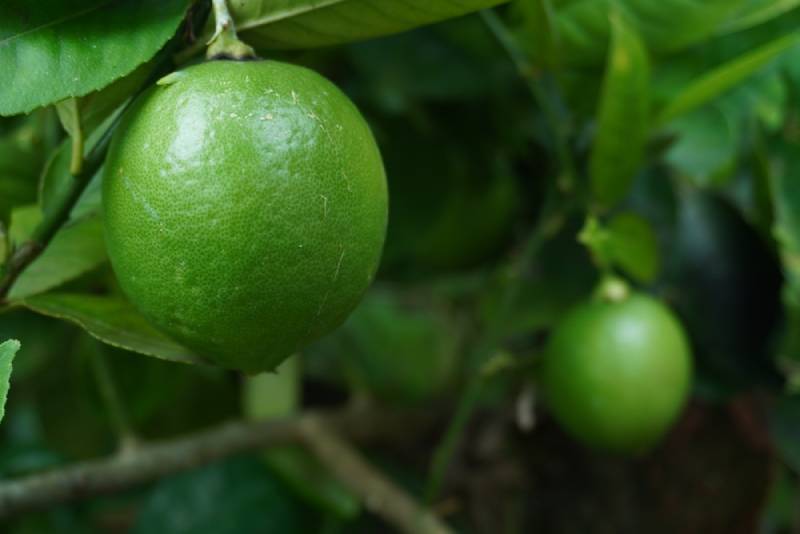 Dorshapo Lemon Tree