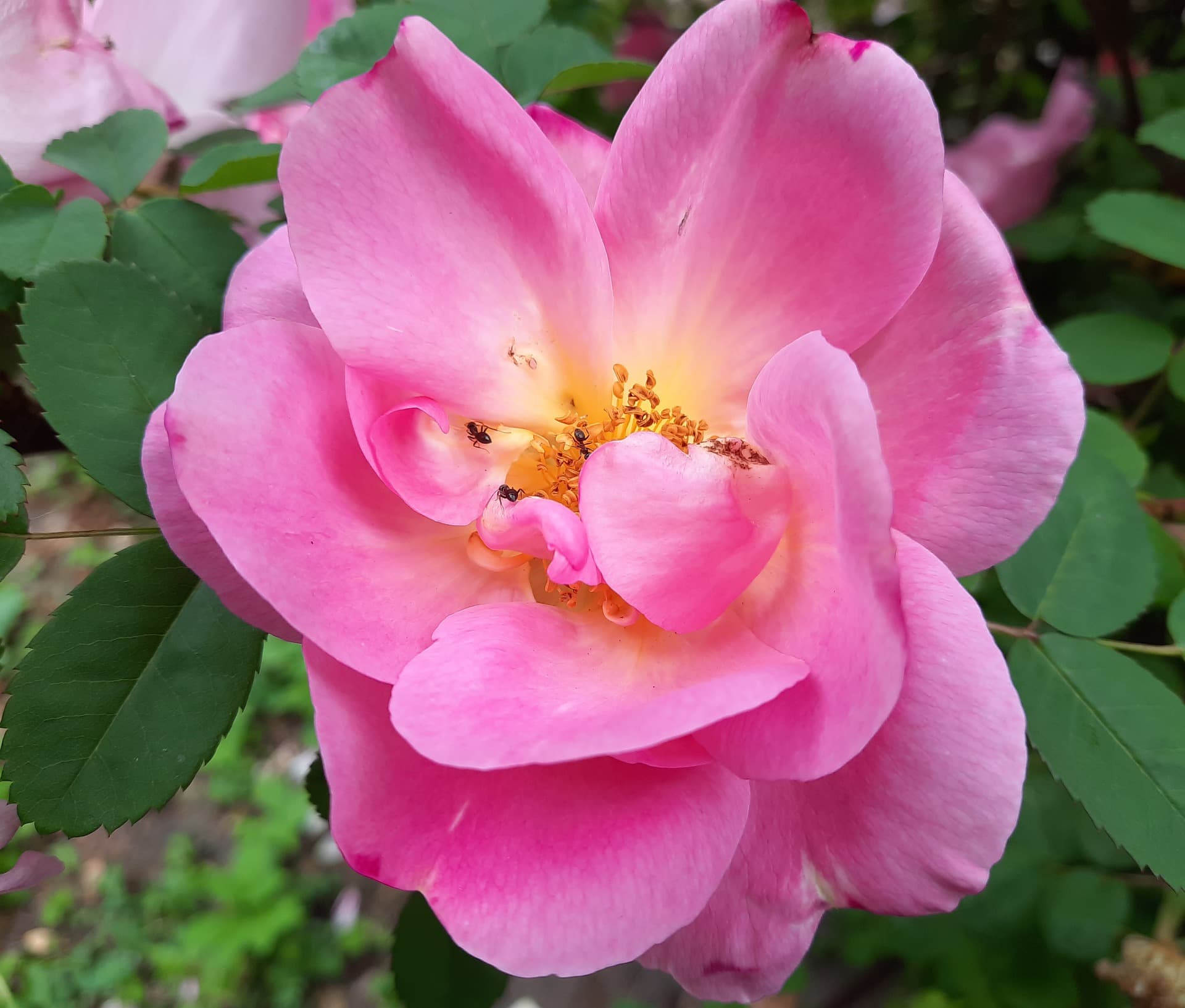 Dune Rose
