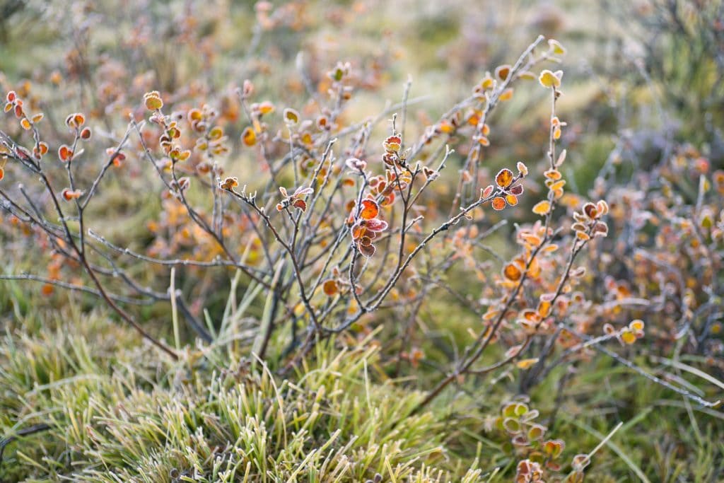 Dwarf Birch