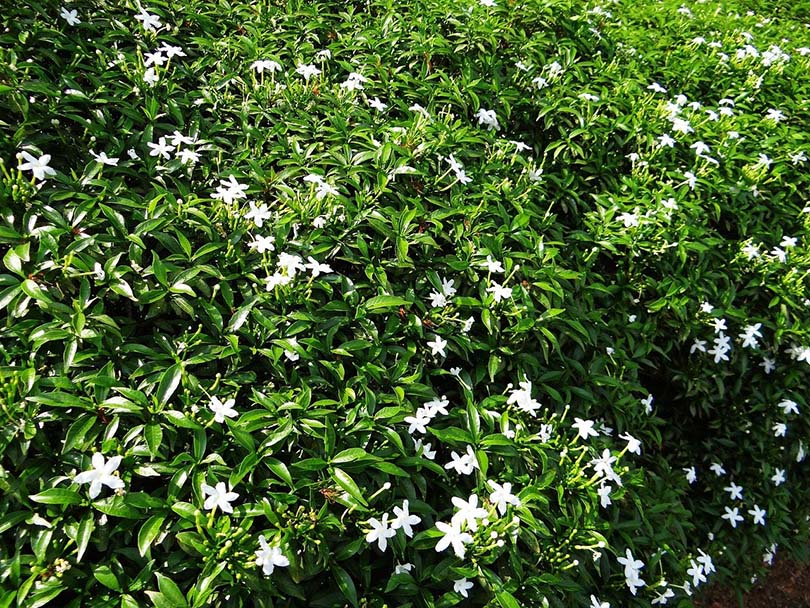 Dwarf Jasmine Plant