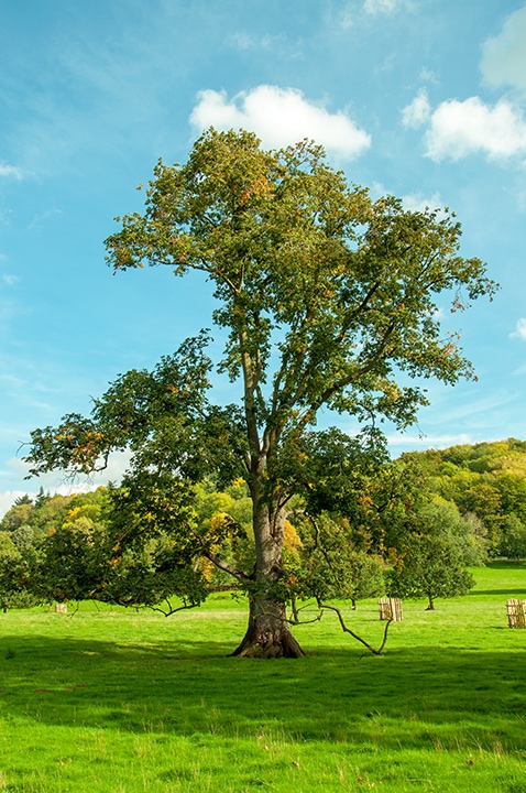 English Elm tree in the meadow