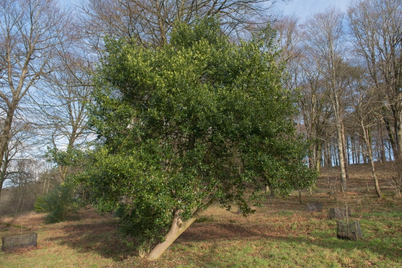 English holly tree