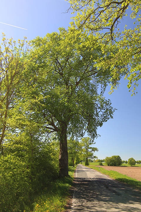 European white elm along the alley