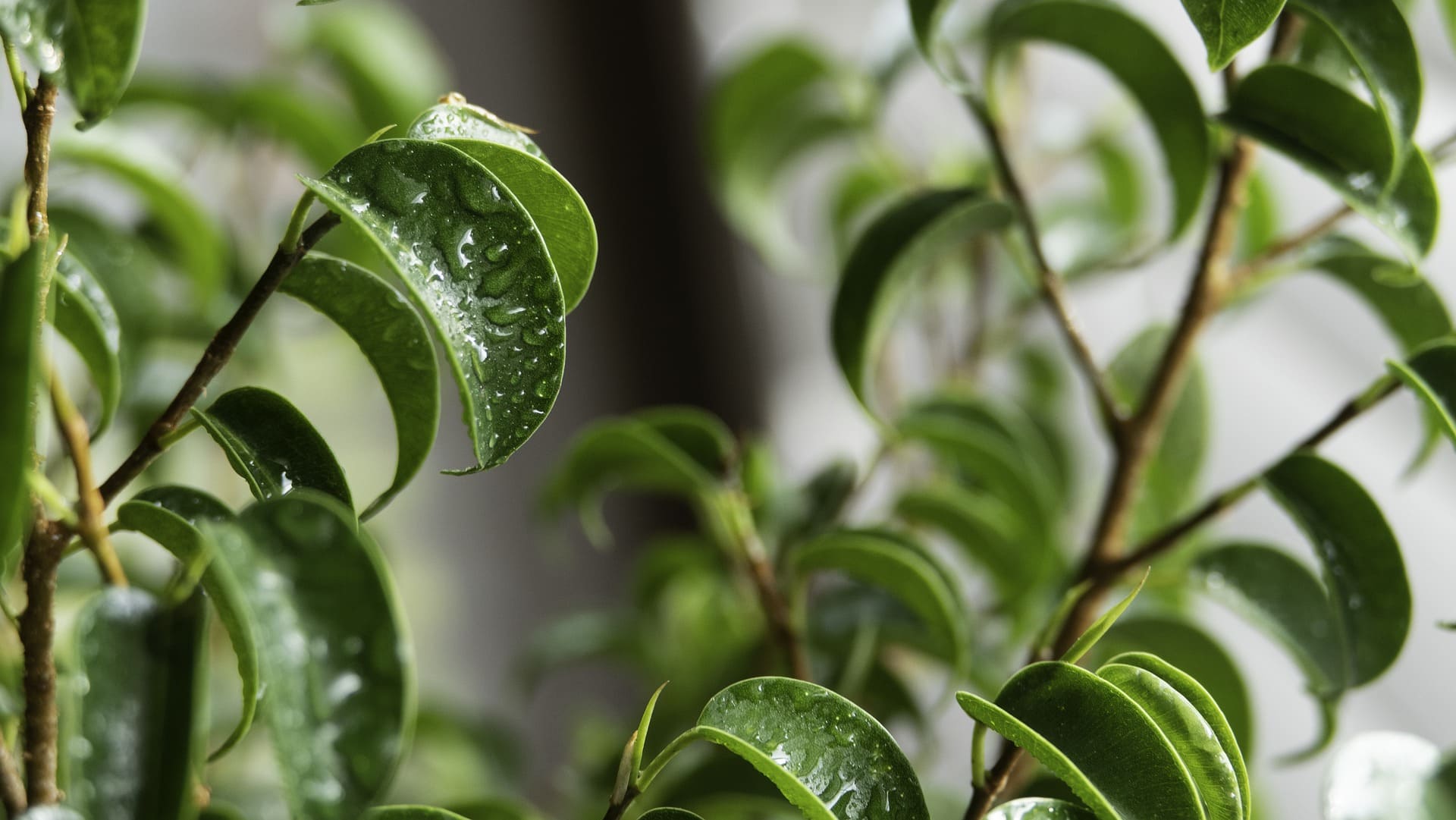 Ficus Bonsai Tree
