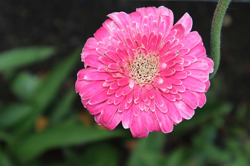 Florist’s Daisy