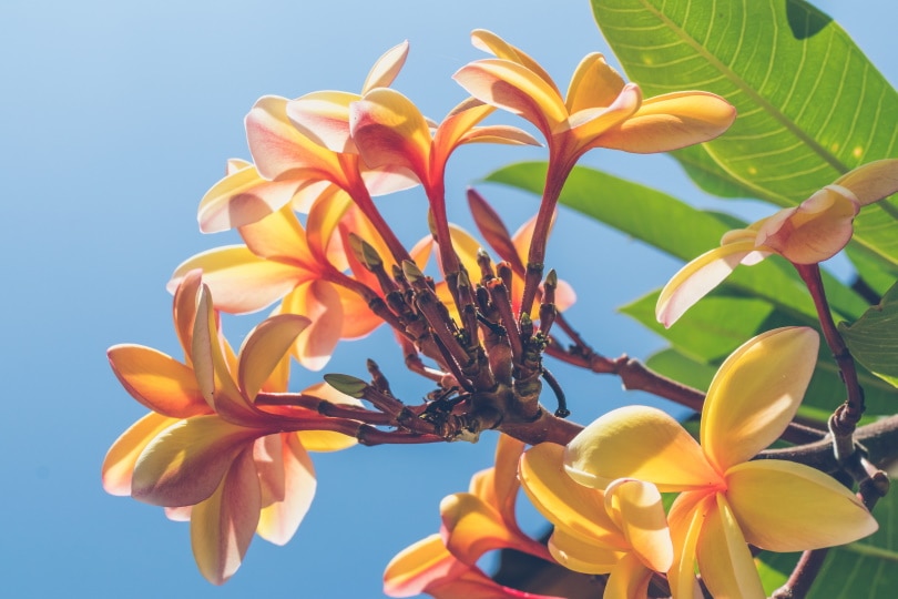 Frangipani flowers