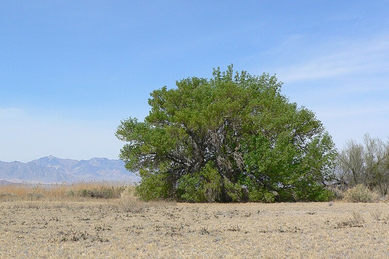 Fraxinus Velutina