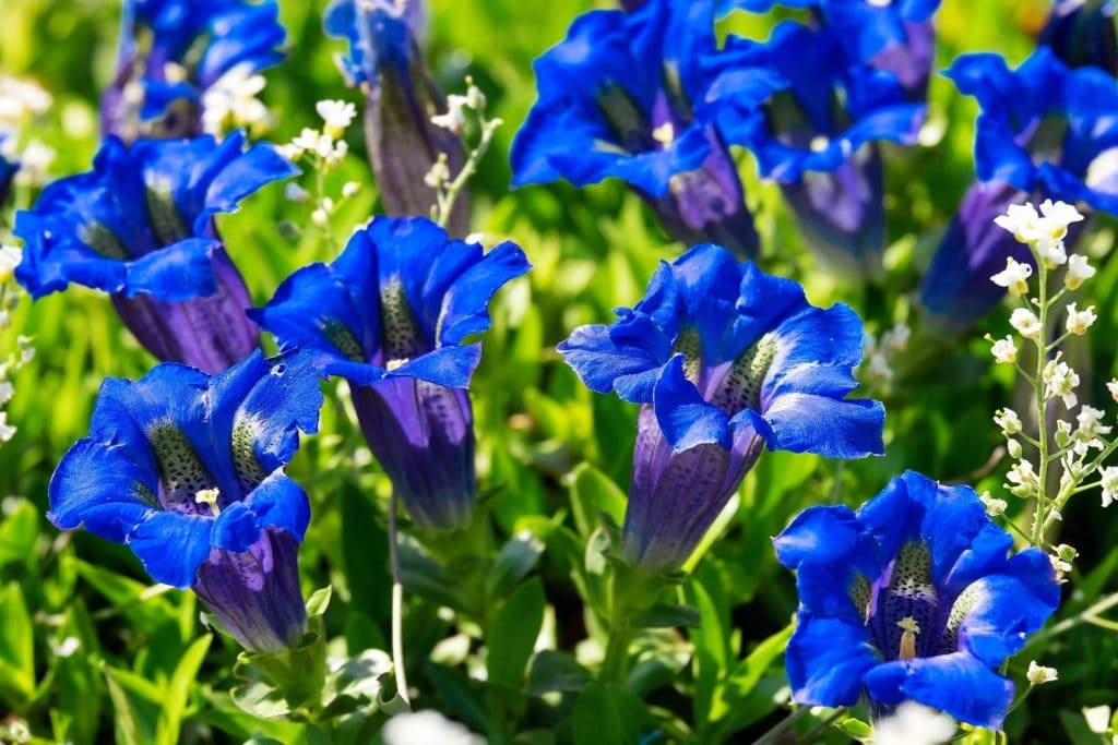Gentiana
