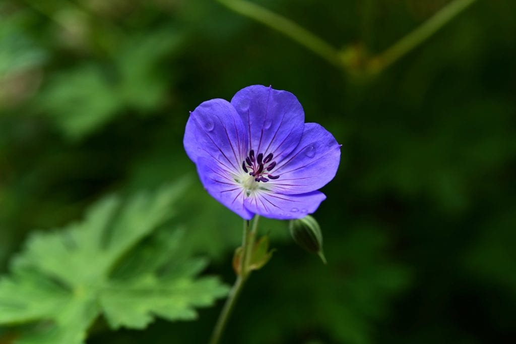 Geranium