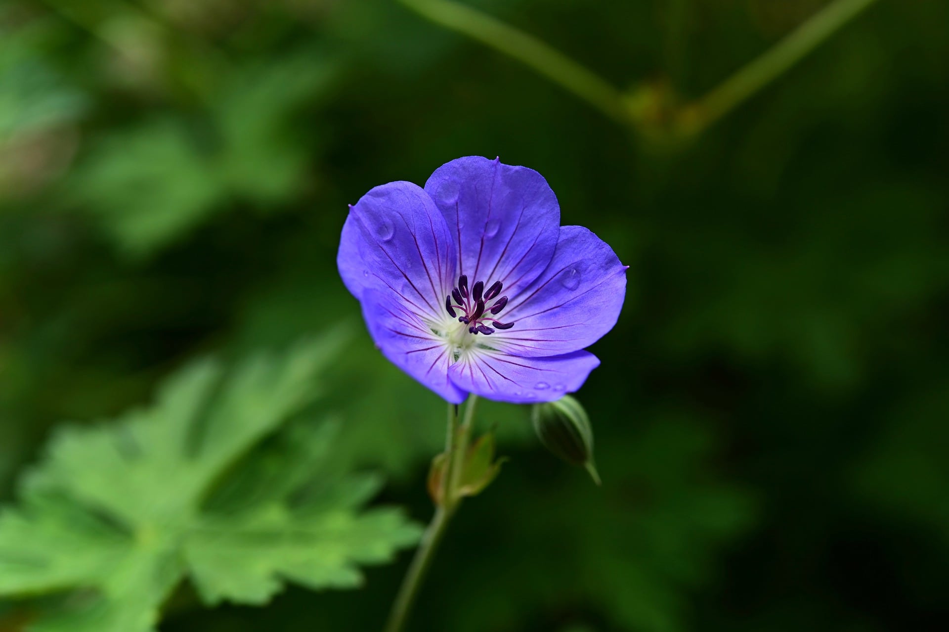 Geranium