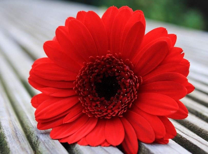 Gerbera Daisy