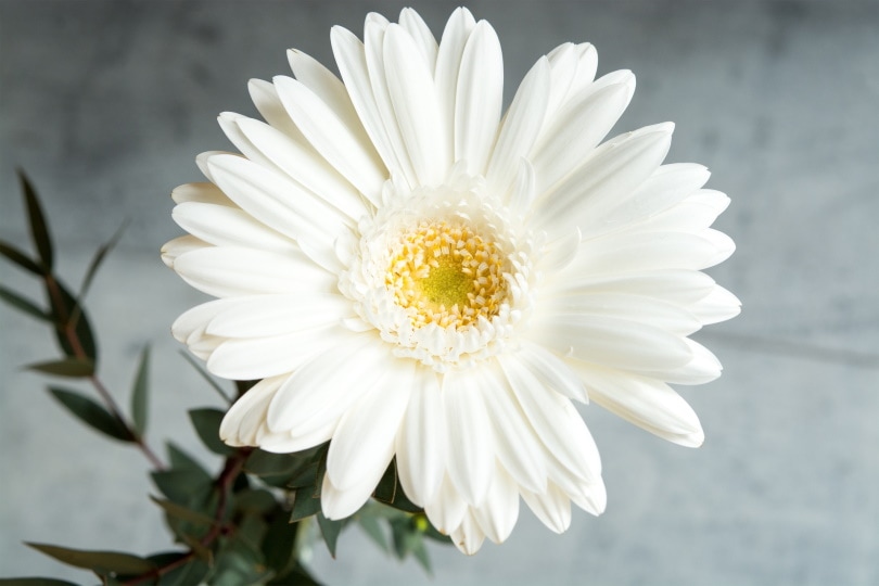 Gerbera Daisy