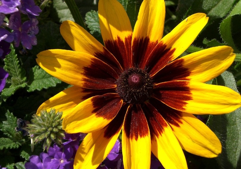 Gloriosa Daisy