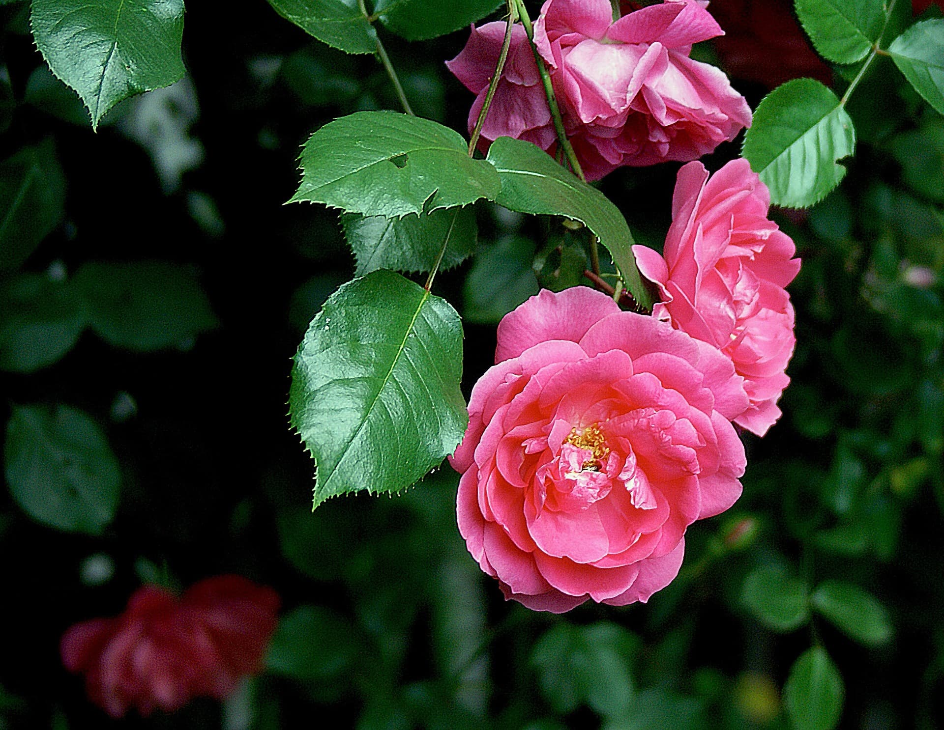 Gloss Rose
