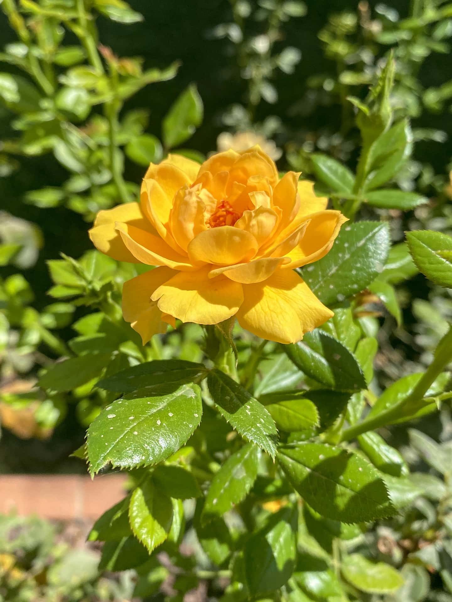 15 Different Types of Yellow Roses (With Pictures) | Home Grail