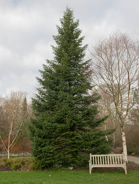 Grand Fir Tree