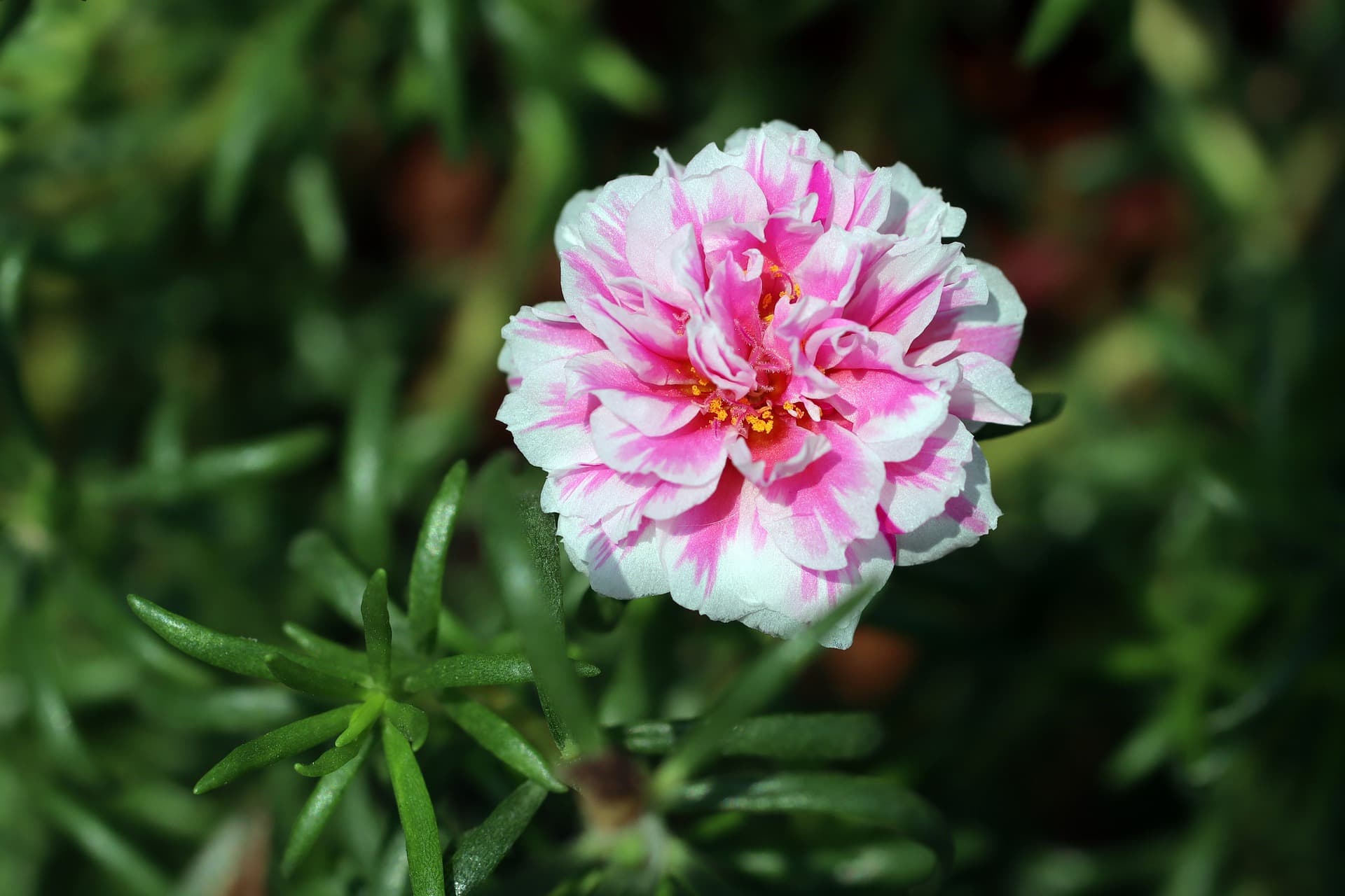 Grandiflora Roses