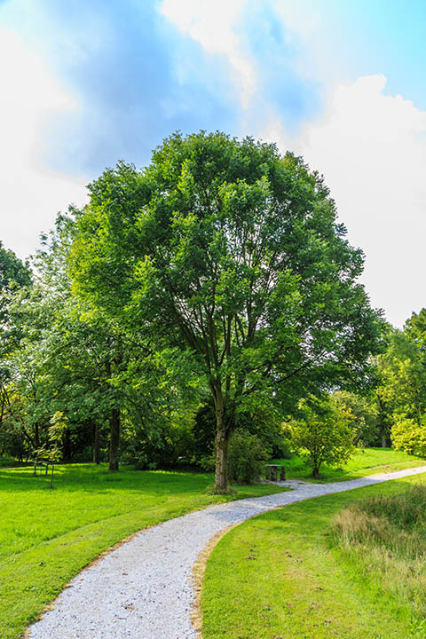 Green Ash tree